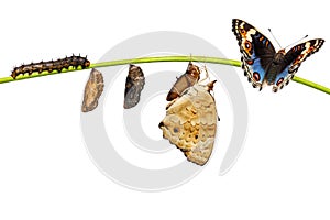 Life cycle of male blue pansy butterfly Junonia orithya Linnae