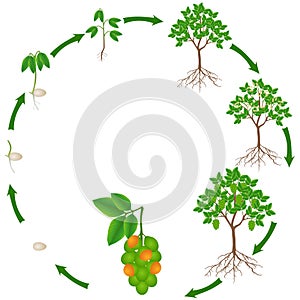 Life cycle of melicoccus bijugatus spanish lime or ginepa, mamoncillo plant.