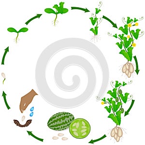 Life cycle of melothria scabra aka cucamelon or mouse melon plant on a white background. photo