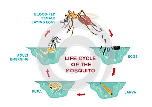 Life Cycle of the Mosquito