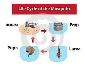 Life Cycle of the Mosquito in color flat style photo