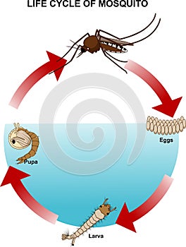 Life cycle of mosquito