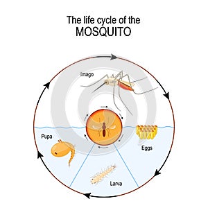 Life cycle of the mosquito: imago, eggs, pupa, larva. photo