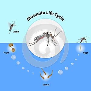 The life cycle of mosquitoes vector photo