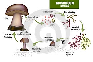 LIFE CYCLE MUSHROOM. Fruit body producing spores