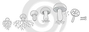 The life cycle of mushrooms. Stages of mushroom growth. Growing mycelium at home. Development stage animation