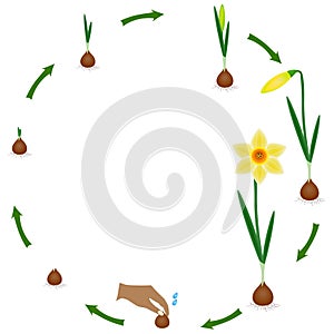 Life cycle of a narcissus plant on a white background.