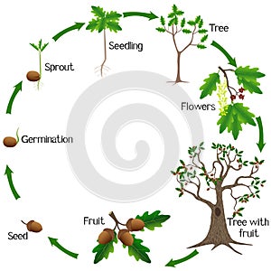 Life cycle of a oak tree on a white background.