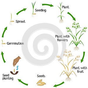 Life cycle of a oat plant on a white background.