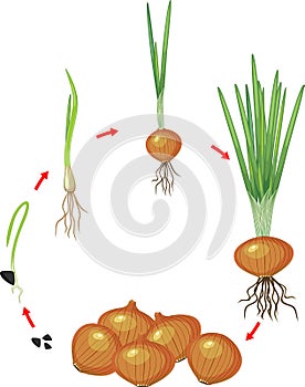 Life cycle of onion plant. Stages of growth from seed and sprout to harvest