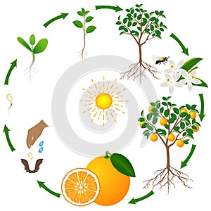 A life cycle of an orange tree on a white background.
