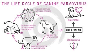 The life cycle of parvovirus in dogs.