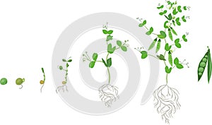 Life cycle of pea plant with root system. Stages of pea growth from seed to adult plant with fruits photo