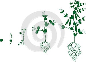 Life cycle of pea plant. Stages of pea growth from seed to adult plant with fruits