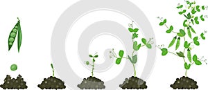 Life cycle of pea plant. Stages of pea growth from seed to adult plant with fruits