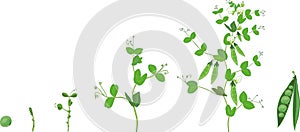 Life cycle of pea plant. Stages of pea growth from seed to adult plant with fruits photo