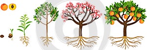 Life cycle of peach tree. Plant growing from seed to peach tree with ripe fruits and root system