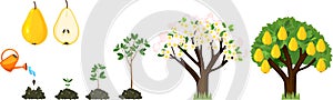 Life cycle of pear tree isolated on white background. Plant growing from seed to pear tree with ripe fruits