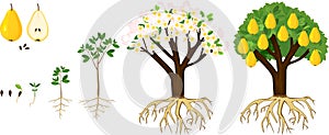 Life cycle of pear tree isolated on white background. Plant growing from seed to pear tree with ripe yellow fruits and roots