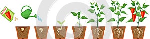 Life cycle of pepper plant. Growth stages from seeding to flowering and fruiting plant with root system in flower pot
