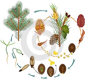 Life Cycle of Pine Tree: reproduction of gymnosperms