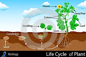 Vida ciclo de planta 