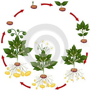 Life cycle of potato plant on a white background.