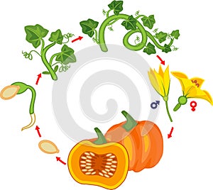 Life cycle of pumpkin plant. Growth stages from seed to green pumpkin plant and harvest