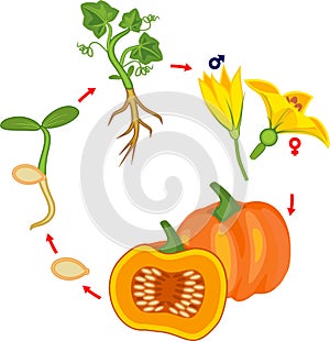 Life cycle of pumpkin plant. Growth stages from seed to green pumpkin plant and harvest