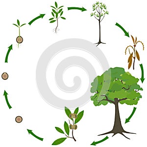 Life cycle of a quercus austrocochinchinensis tree on a white background.