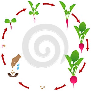 Life cycle of radish plant on a white background.