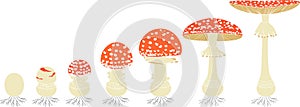 Life cycle of red fly agaric mushroom. Stages of fly agaric (Amanita muscaria) fruiting body matures