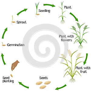 Life cycle of a rice plant on a white background.