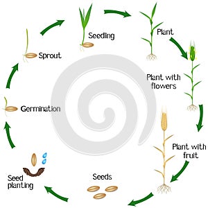 Life cycle of a rye plant on a white background.