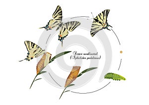 Life cycle of scarce swallowtail