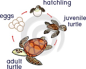 Life cycle of sea turtle. Sequence of stages of development of turtle from egg to adult animal