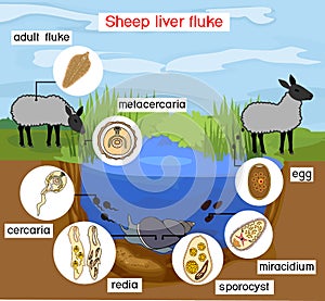 Life cycle of Sheep liver fluke Fasciola hepatica with sheep, snail and pond