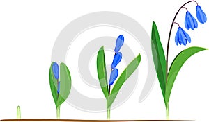 Life cycle of Siberian squill or Scilla siberica.