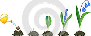 Life cycle of Siberian squill or Scilla siberica. Stages of growth from planting bulb to flowering plant with green leaves and blu