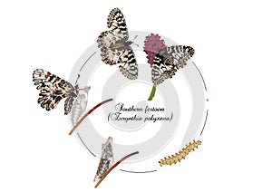 Life cycle of southern festoon butterfly