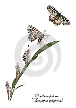 Life cycle of southern festoon butterfly