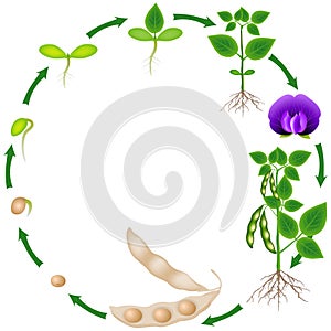 Life cycle of a soybean plant on a white background.