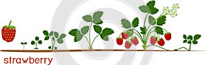 Life cycle of strawberry. Plant growth stage from seed to strawberry plant with ripe red berries