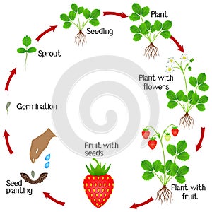 Life cycle of a strawberry plant on a white background.