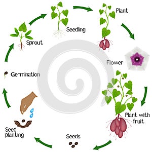 Life cycle of sweet potato plant on a white background.