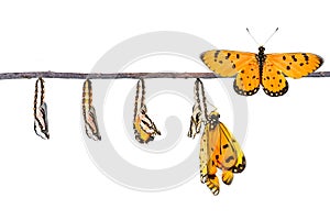 Life cycle of Tawny Coster transform from caterpillar to butterfly