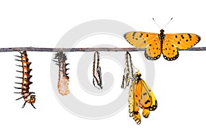 Life cycle of Tawny Coster transform from caterpillar to butterfly