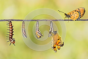 Life cycle of Tawny Coster transform from caterpillar to butterfly