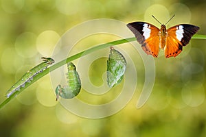 Life cycle of Tawny Rajah butterfly photo