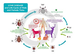 Life Cycle of Tick bug and Lyme Disease concept